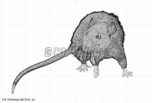 Rat